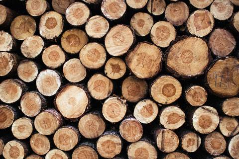 Gatunki drzewa do produkcji domów z drewna